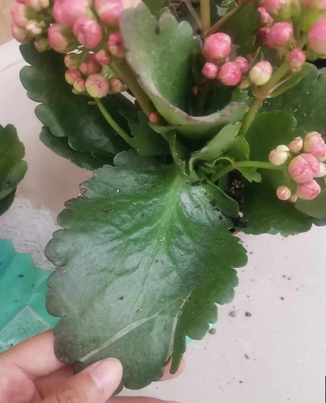 3种花,不要随便剪叶子,否则剪完不开花,亏了! 3种花,不要随便剪叶子,否则剪完不开花,亏了!