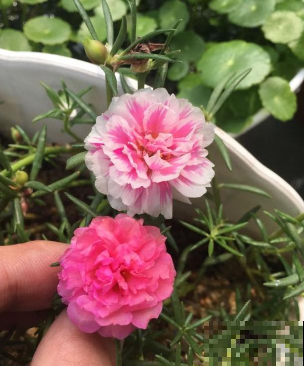 奇葩的养花方式，看得我目瞪口呆，长见识了！