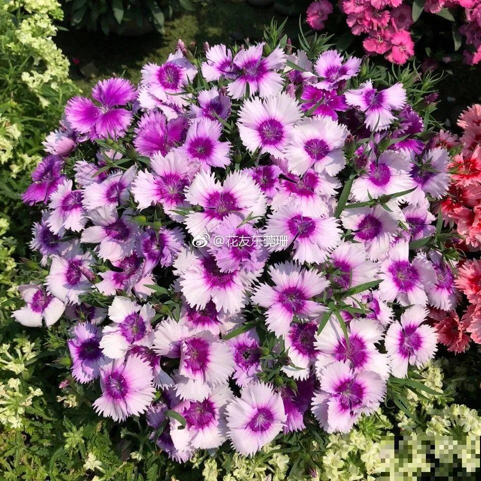 10种花,不怕风吹雨淋,不怕暴晒干旱,四季爆开花,堪称花坚强! 10种花,不怕风吹雨淋,不怕暴晒干旱,四季爆开花,堪称花坚强!