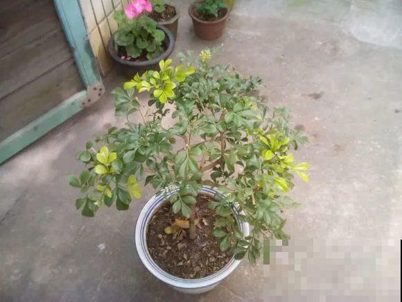 10种花，现在搬出去养，死不了还能长花苞！