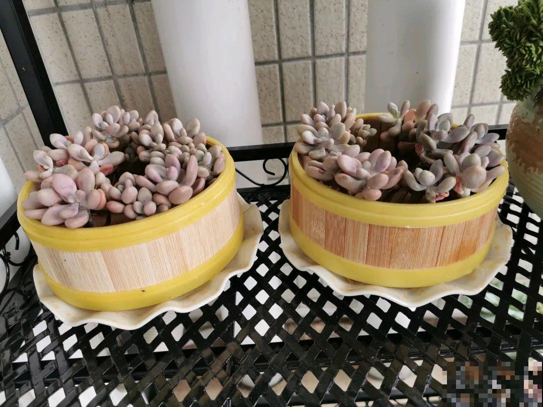 周末去花市捡漏，这花竟然1块钱1棵，赶紧买！