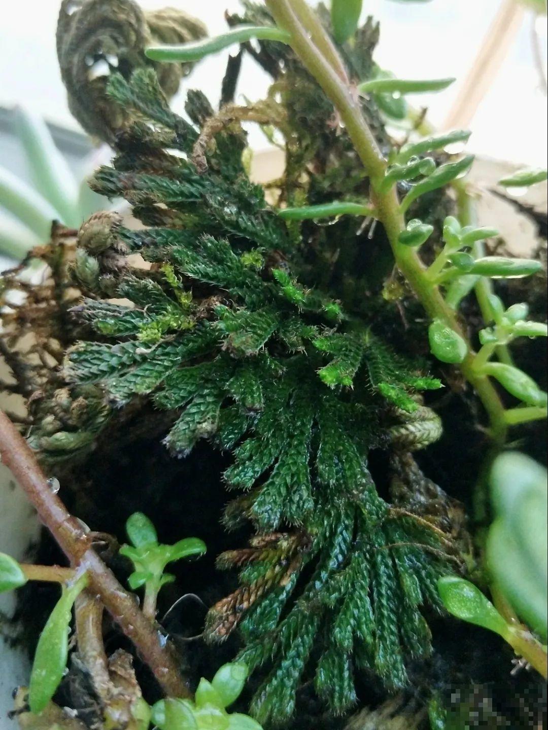 神奇的卷柏，可以起死回生，喷点水就复活！