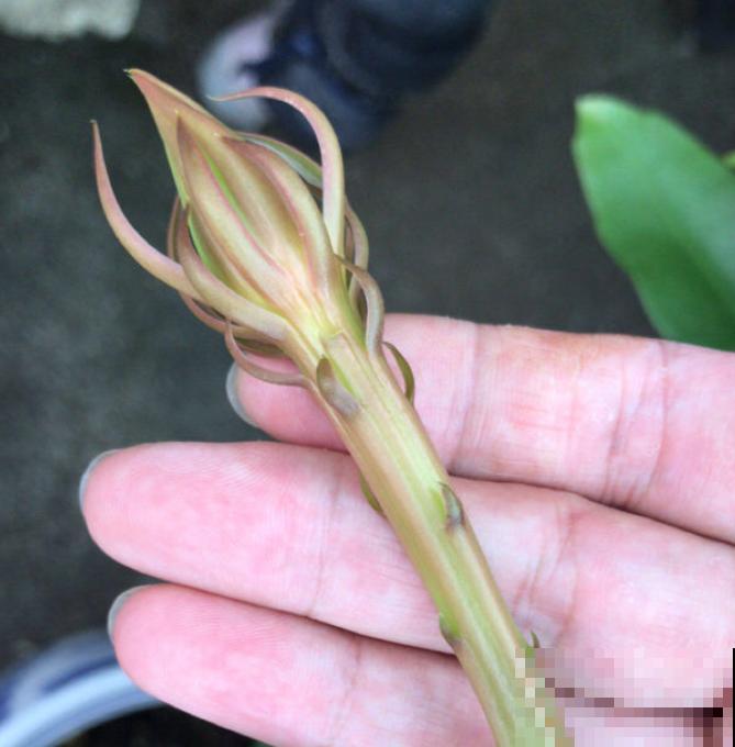 搬个椅子守了一晚上,就为了看昙花,我真是太拼了! 搬个椅子守了一晚上,就为了看昙花,我真是太拼了!