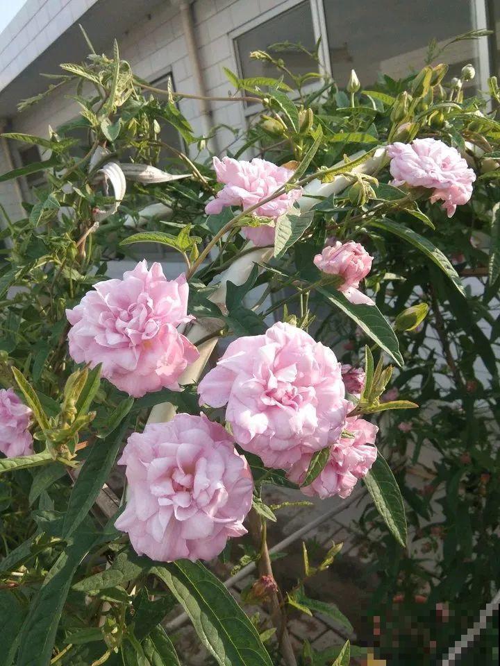 5种花长得特凶猛,房子都被吃掉了! 5种花长得特凶猛,房子都被吃掉了!