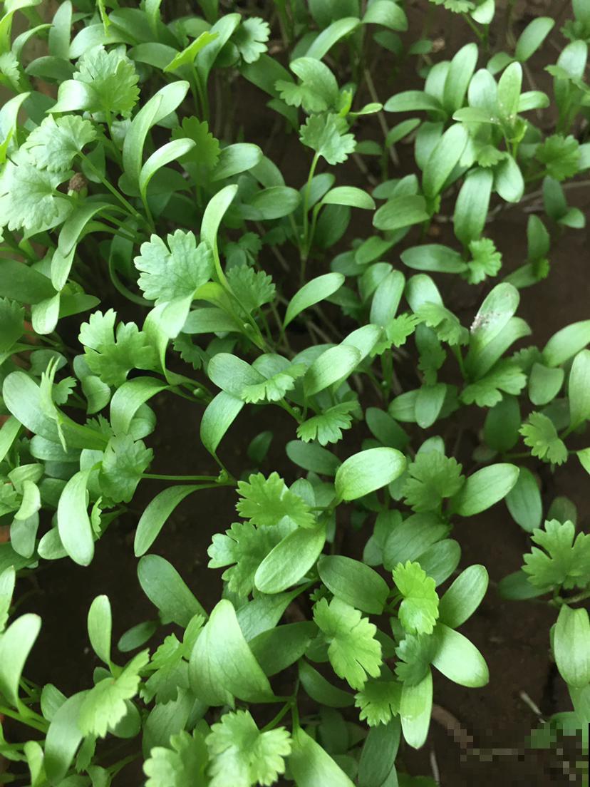 小阳台种菜,空间利用好,一年的菜都够吃 小阳台种菜,空间利用好,一年的菜都够吃