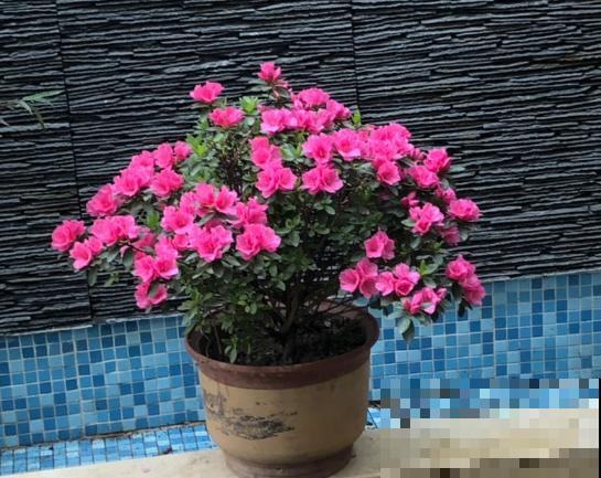 3种花要贱养，盆越小、开花越多，放大盆里容易死！