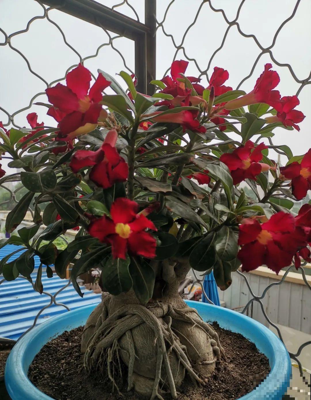 搪瓷盆别丢,拿来养花做合适,根壮叶肥开花爆盆 搪瓷盆别丢,拿来养花做合适,根壮叶肥开花爆盆