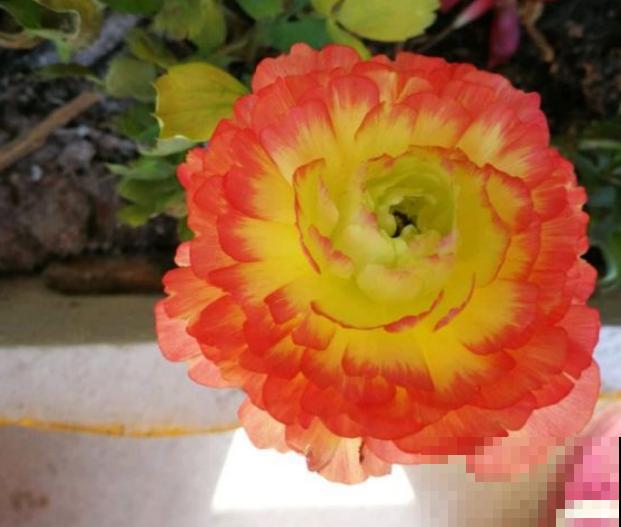 三伏天来了,这4种花赶紧断水,一浇一个死! 三伏天来了,这4种花赶紧断水,一浇一个死!