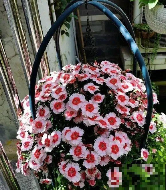 10种花,不怕风吹雨淋,不怕暴晒干旱,四季爆开花,堪称花坚强! 10种花,不怕风吹雨淋,不怕暴晒干旱,四季爆开花,堪称花坚强!