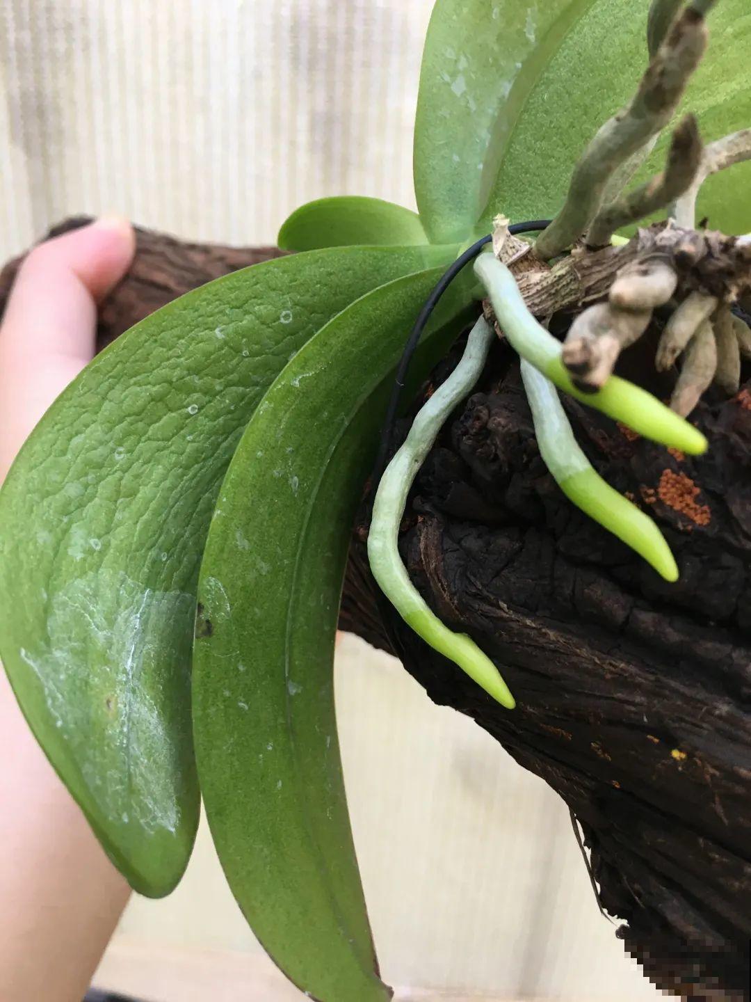 不用施肥打药,这花旱它几个月,疯狂爆花! 不用施肥打药,这花旱它几个月,疯狂爆花!