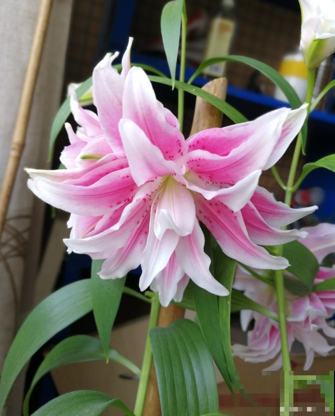 现在别买这种花,种了一年也不开,简直浪费钱! 现在别买这种花,种了一年也不开,简直浪费钱!