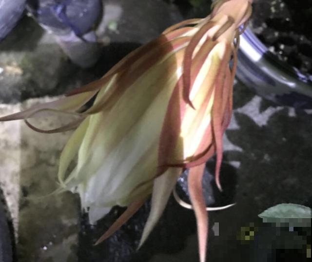 搬个椅子守了一晚上,就为了看昙花,我真是太拼了! 搬个椅子守了一晚上,就为了看昙花,我真是太拼了!