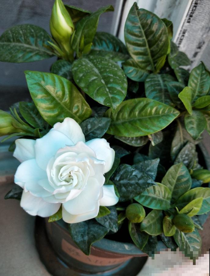 修剪最佳时机到了，有这花赶紧剪，晚了再也不开花！