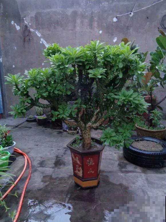 这花3年没浇水，却疯长得把盆撑爆，懒人福利啊！