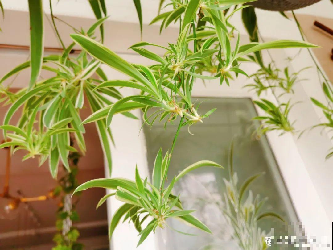 吊兰一根枝,爆出50个小吊,太漂亮! 吊兰一根枝,爆出50个小吊,太漂亮!