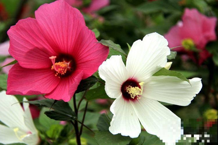 路边的芙蓉葵，一朵花比脸还大，耐旱又好养！