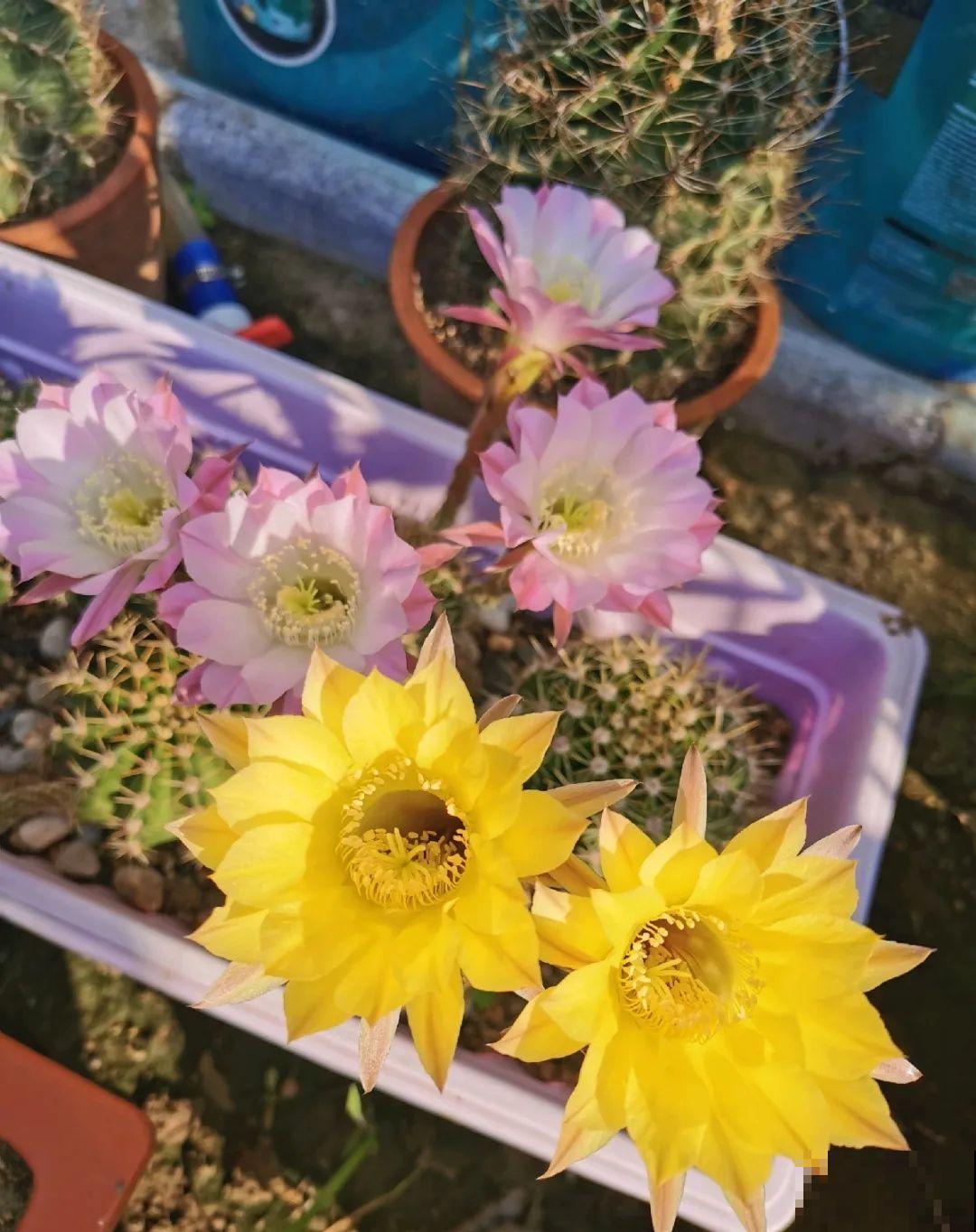 70岁老妈,一天也闲不住,院子里种满了花! 70岁老妈,一天也闲不住,院子里种满了花!