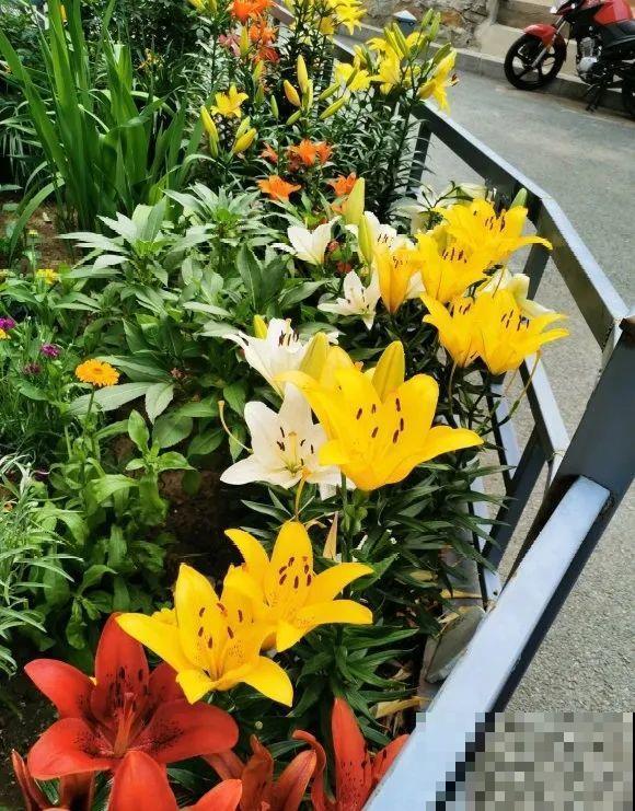 70岁老妈,一天也闲不住,院子里种满了花! 70岁老妈,一天也闲不住,院子里种满了花!
