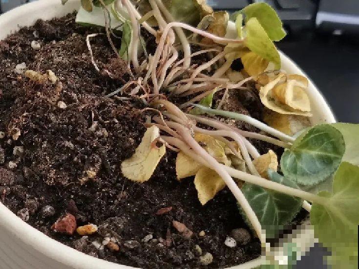 现在开花不一定是好事,赶紧剪掉,才能正常活 现在开花不一定是好事,赶紧剪掉,才能正常活