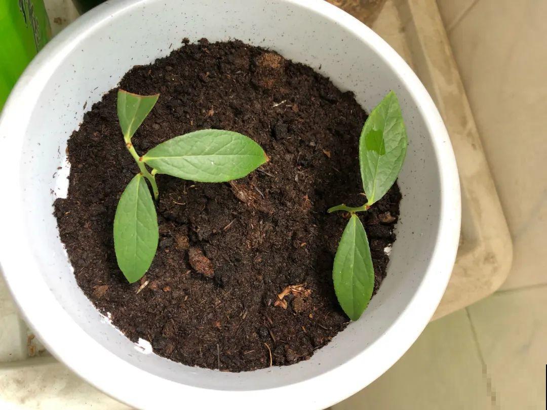 路边掐几根大粗枝,5天就生根,结果沉甸甸! 路边掐几根大粗枝,5天就生根,结果沉甸甸!