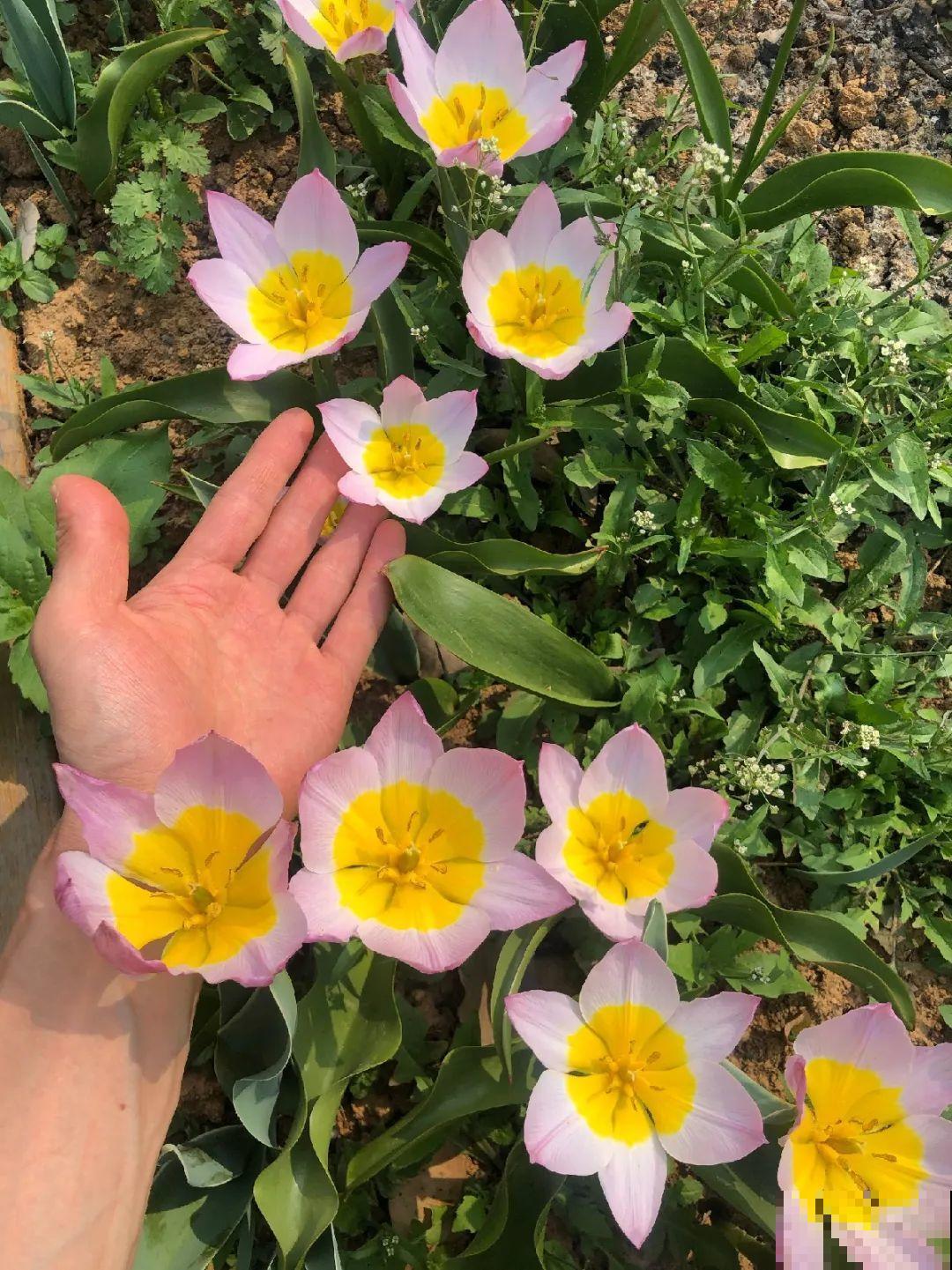 郁金香的“原始”祖先，大雪地里开花，颜值100分！