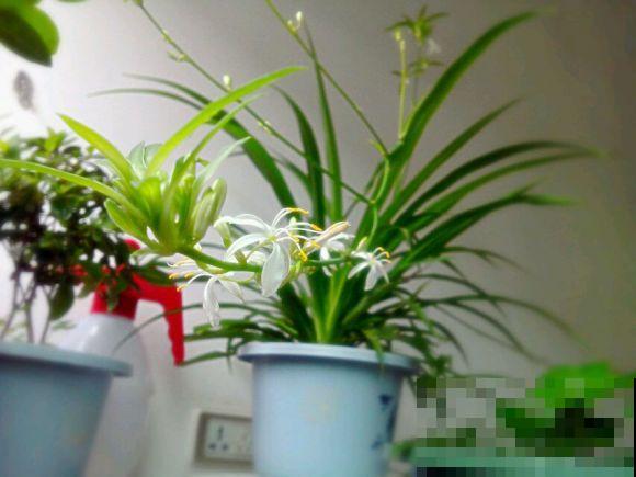 奇葩的养花方式,看得我目瞪口呆,长见识了! 奇葩的养花方式,看得我目瞪口呆,长见识了!