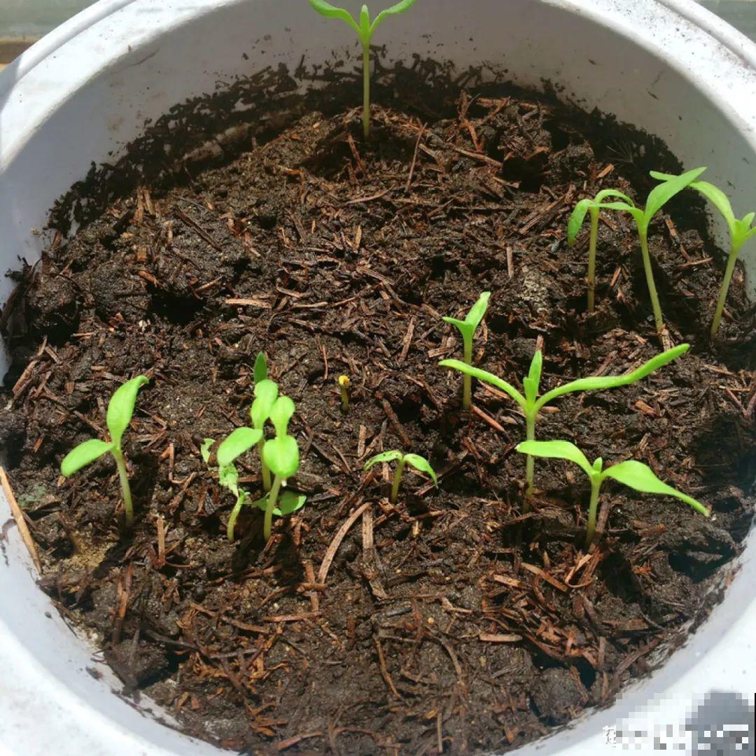 15种花繁殖力强，种子扔土里，呼呼冒出一大片