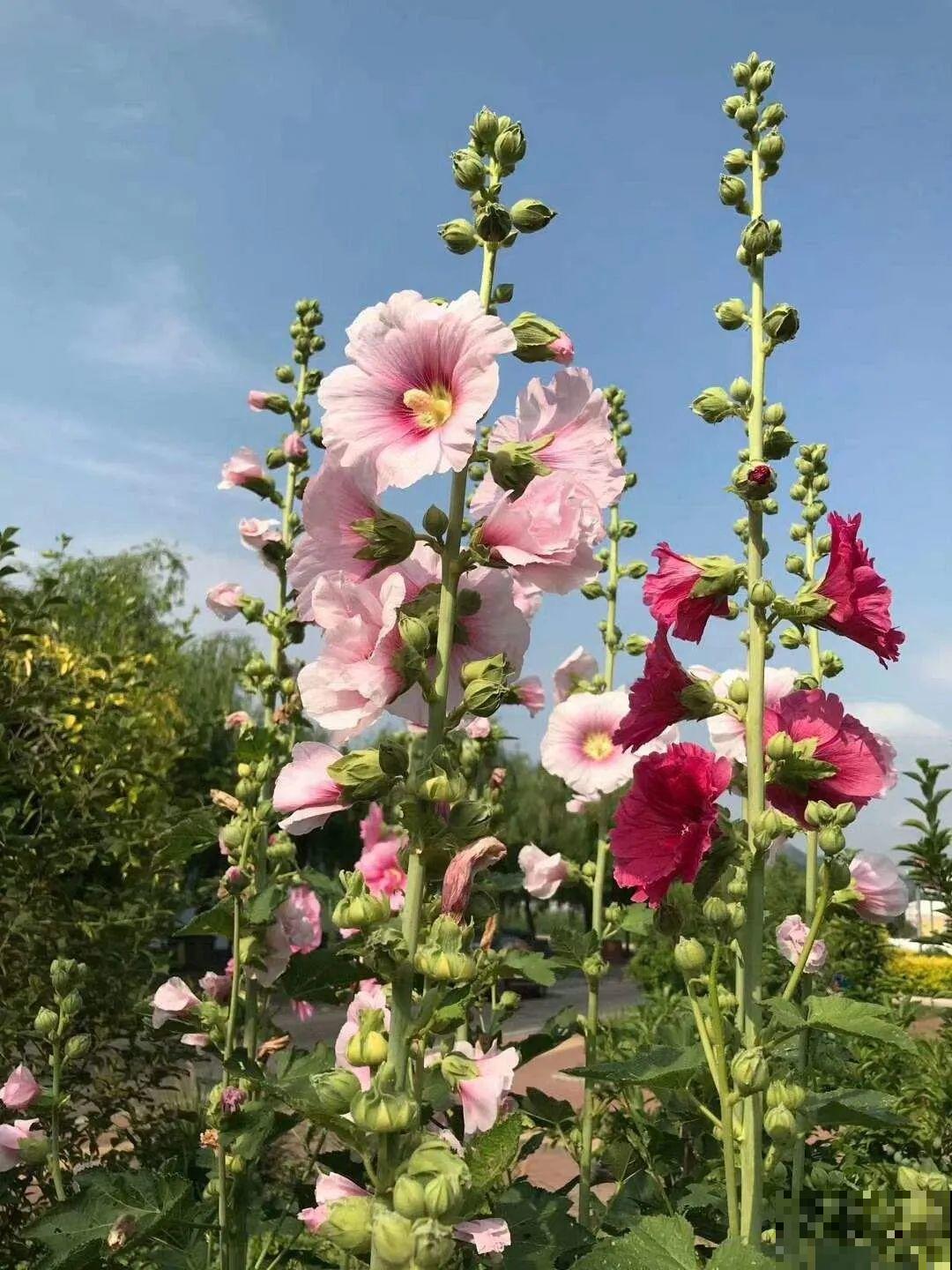 家里养这4种花，呼呼窜2米，开花成一串