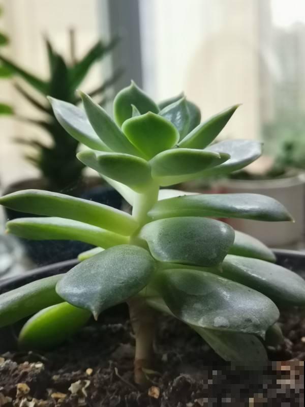 多肉市场上的骗局,赶紧记住,遇见了少上当 多肉市场上的骗局,赶紧记住,遇见了少上当