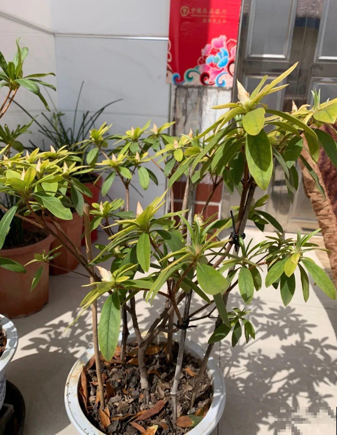 38℃高温，家里的花挺不过去，只剩盆了！