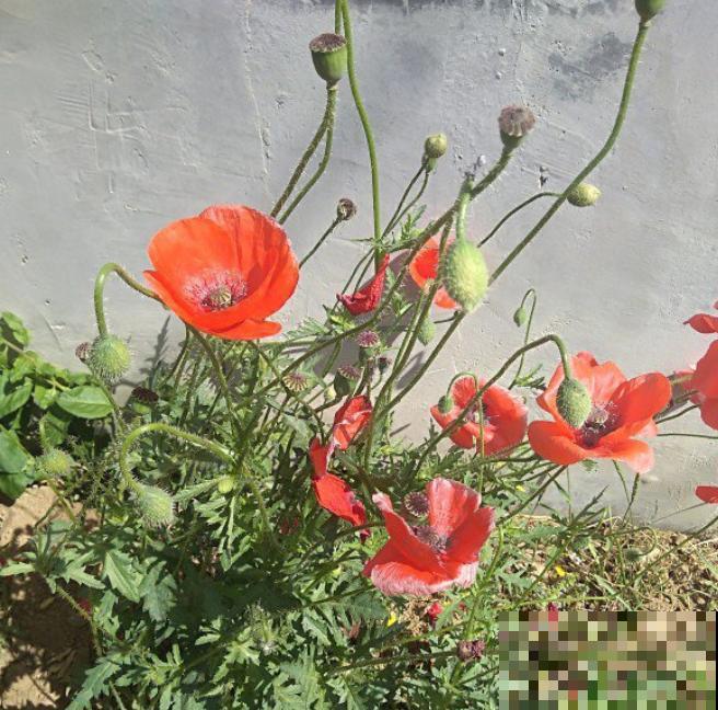 农村看到这种花,赶紧拔掉,养一棵也违法! 农村看到这种花,赶紧拔掉,养一棵也违法!