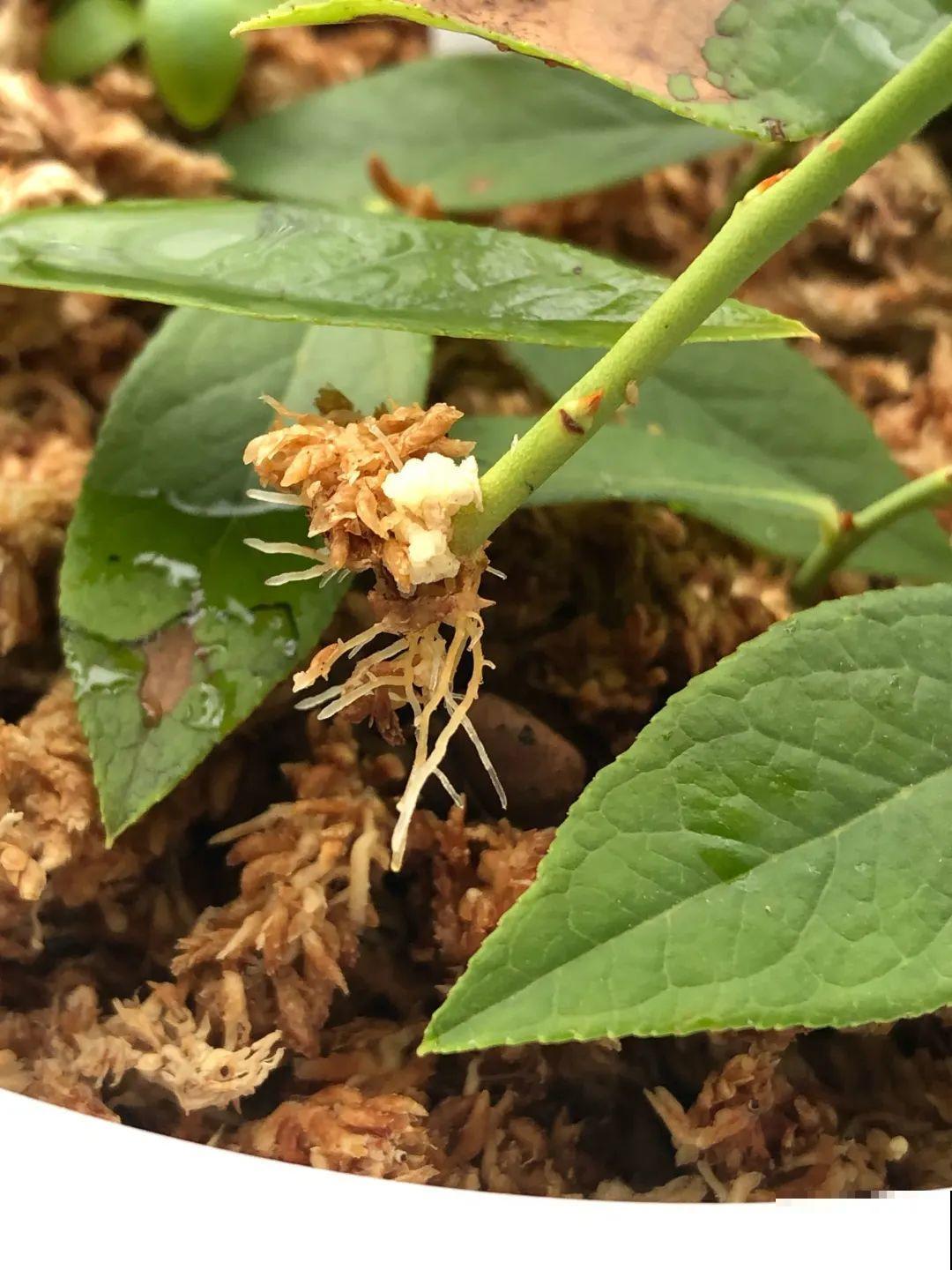 路边掐几根大粗枝,5天就生根,结果沉甸甸! 路边掐几根大粗枝,5天就生根,结果沉甸甸!