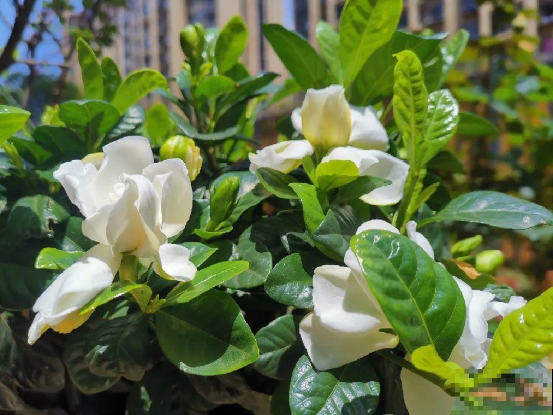 10种花，现在搬出去养，死不了还能长花苞！