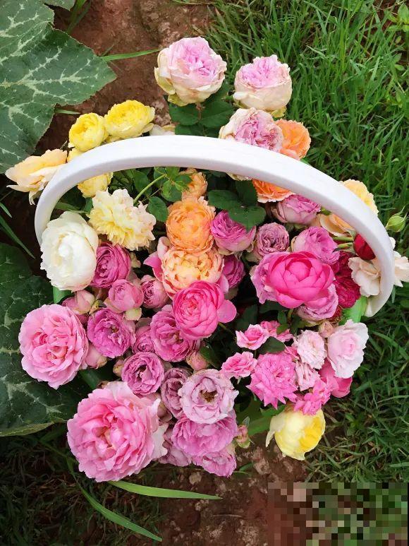 女儿辞职，回家养花，老爸说：15亩地，你负责养花，我负责蔬果！