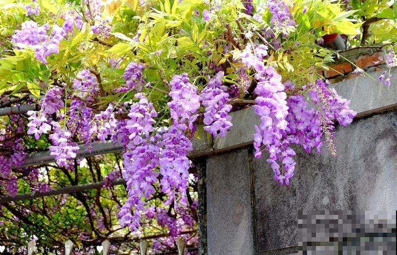 有个小院养养花，退休的生活，也能多姿多彩！