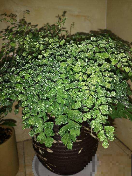 家里5个角落，光照不足，适合养盆耐阴花