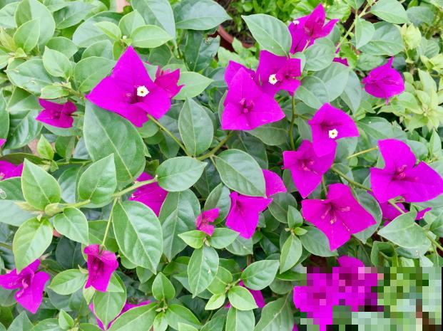 路边常见的4种花，名字里带梅，却不是梅花！