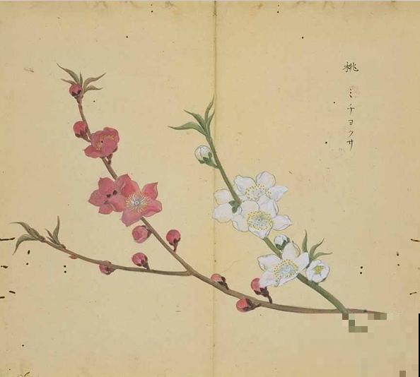 诗经里的植物,美了3000多年,有图有真相! 诗经里的植物,美了3000多年,有图有真相!