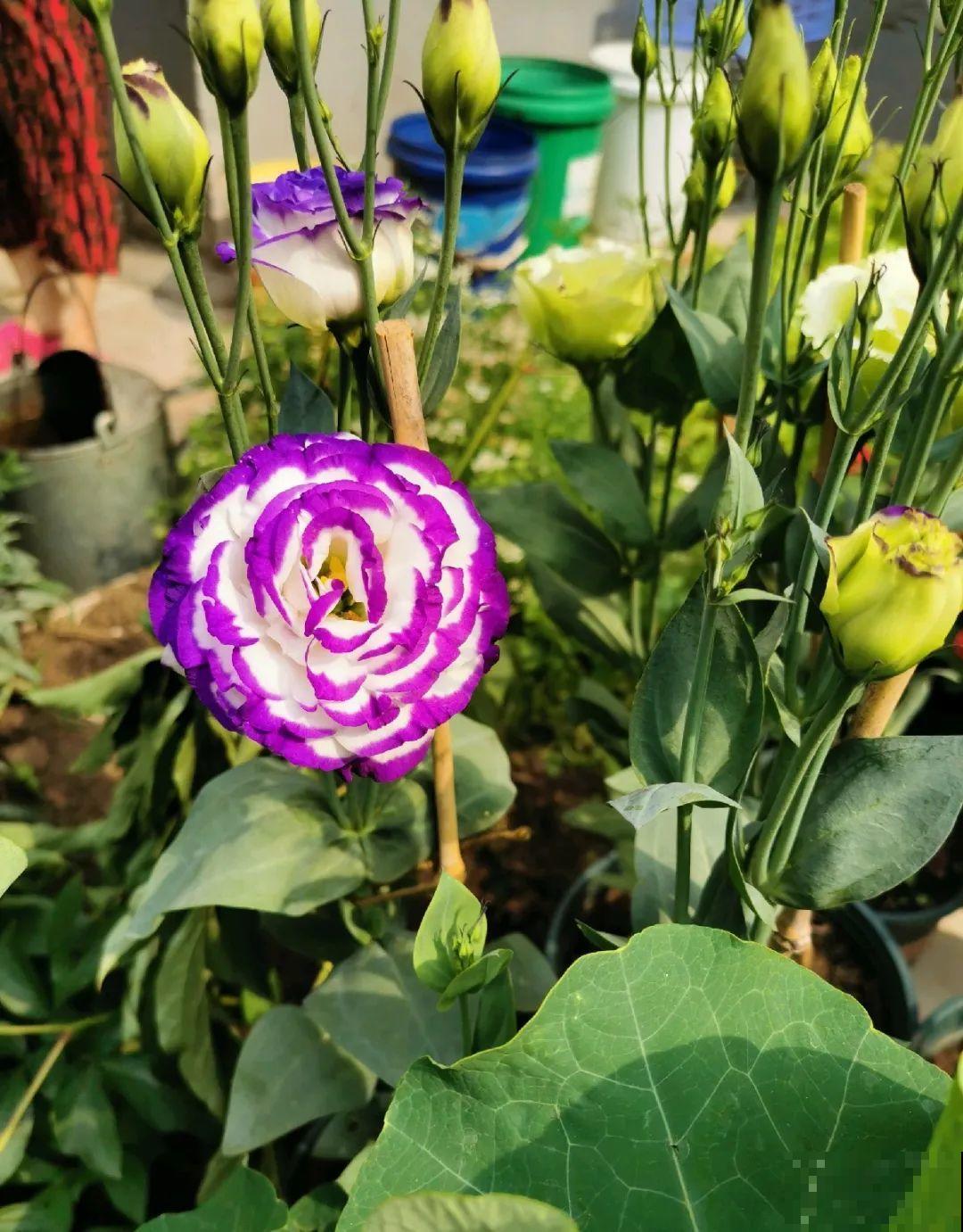 70岁老妈,一天也闲不住,院子里种满了花! 70岁老妈,一天也闲不住,院子里种满了花!