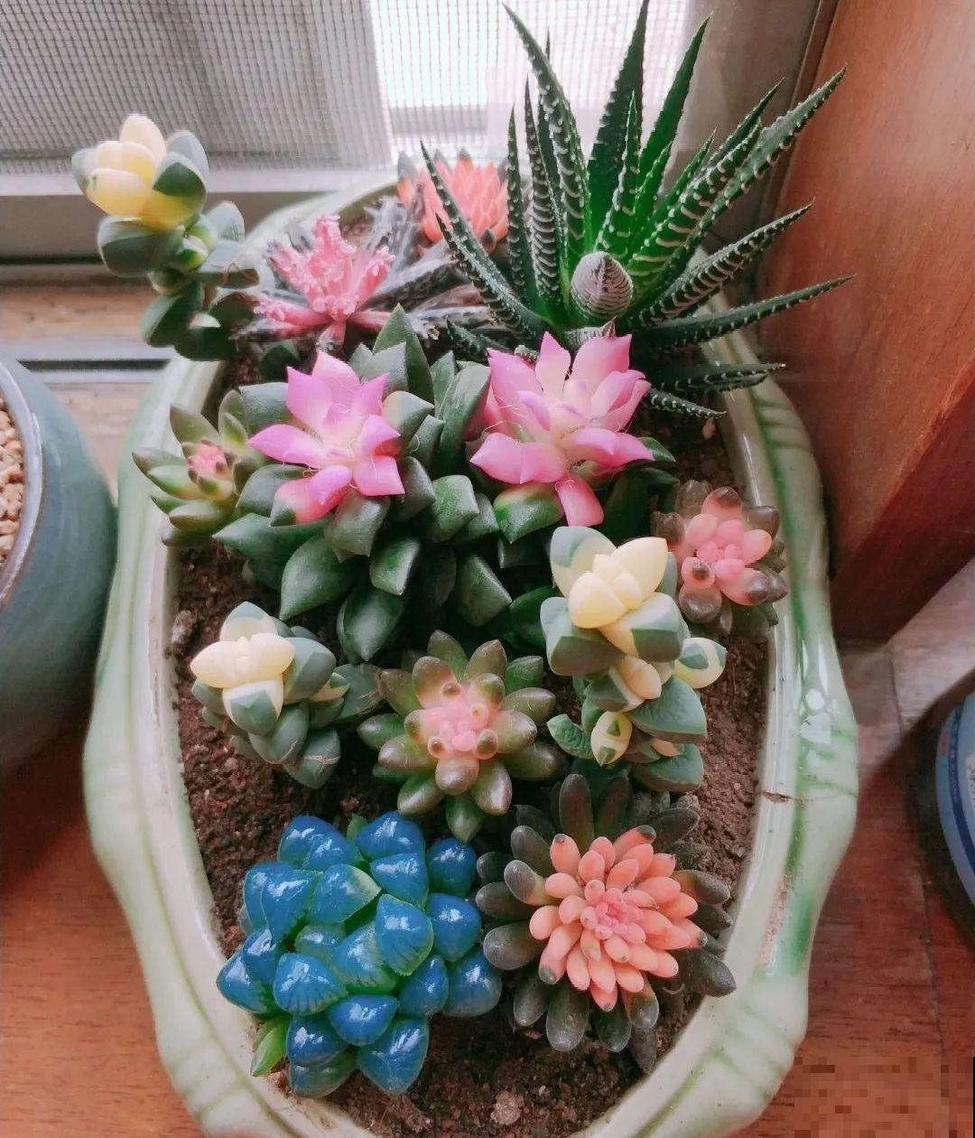 看到这些花,扭头就走,别买,谁买谁吃亏! 看到这些花,扭头就走,别买,谁买谁吃亏!