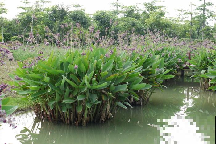 别养绿萝了,这种超级耐阴王,叶子比油画还美! 别养绿萝了,这种超级耐阴王,叶子比油画还美!