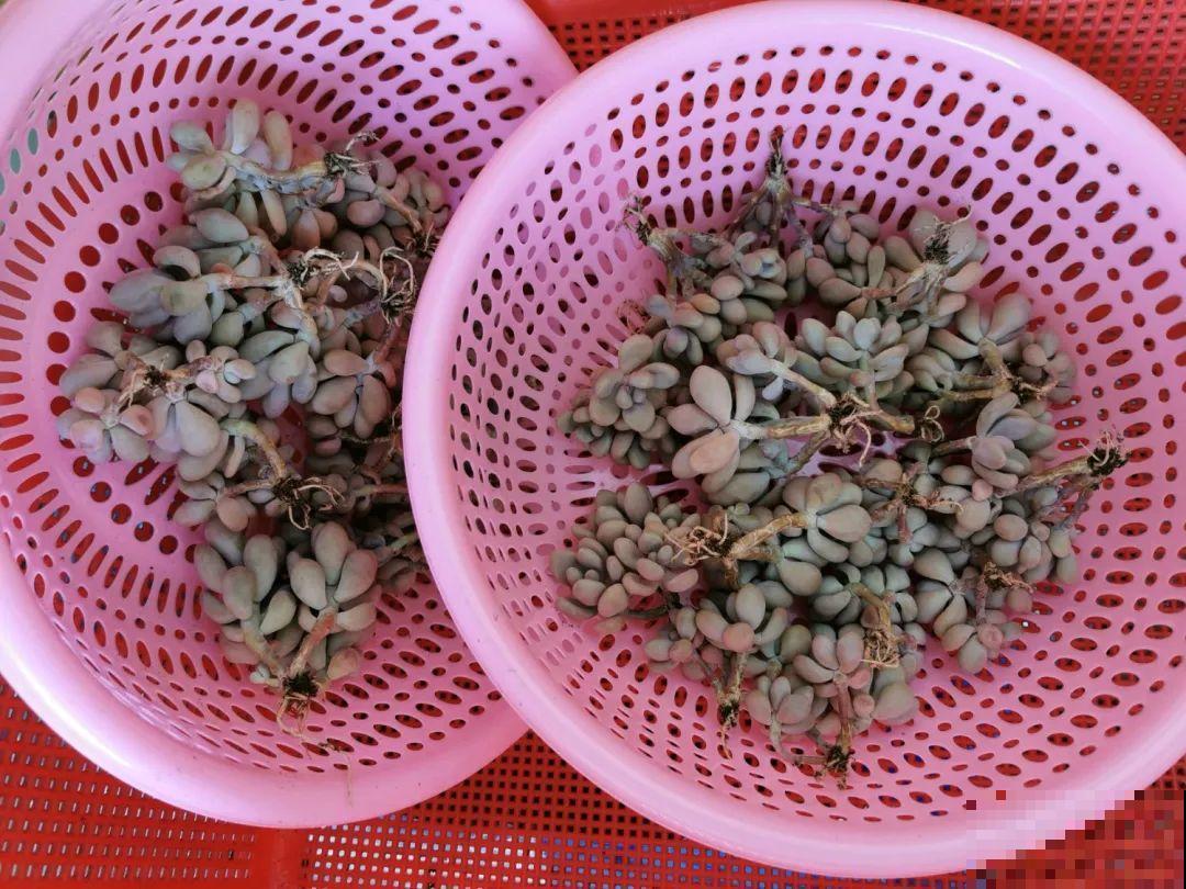 周末去花市捡漏，这花竟然1块钱1棵，赶紧买！