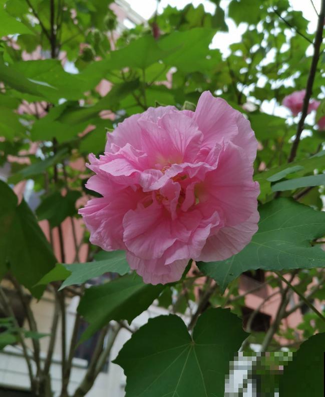 路边的芙蓉葵，一朵花比脸还大，耐旱又好养！