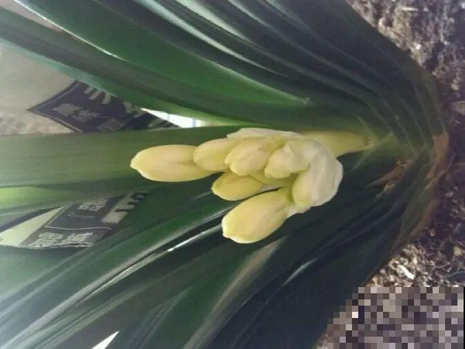 现在开花不一定是好事,赶紧剪掉,才能正常活 现在开花不一定是好事,赶紧剪掉,才能正常活