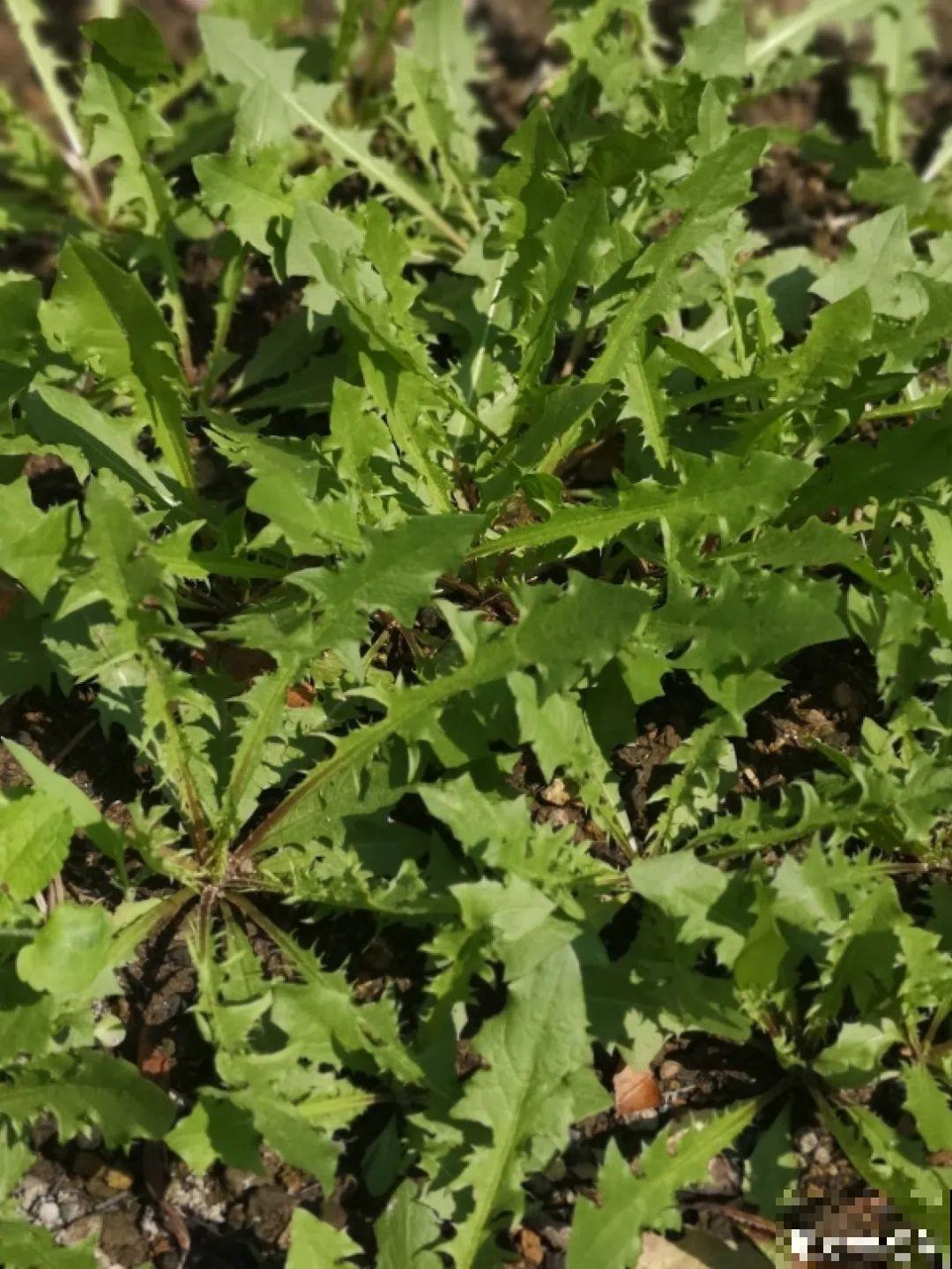 不起眼的6种花，泡茶喝，原来对身体这么好！