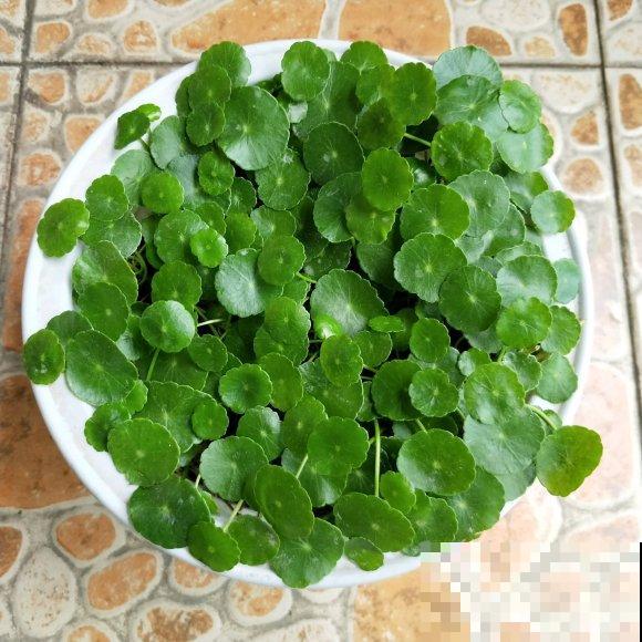 养这花，千万别买种子，全是假的！