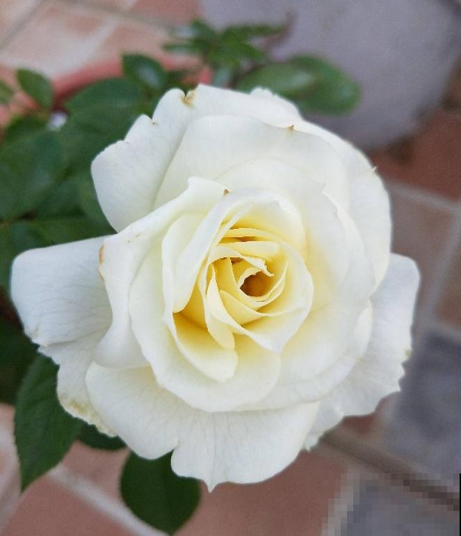 浓香型的靠边站，这些月季香味清淡，最适合阳台养！