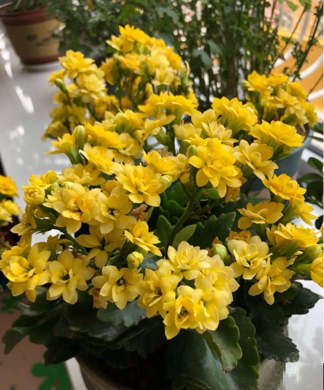 不用施肥打药,这花旱它几个月,疯狂爆花! 不用施肥打药,这花旱它几个月,疯狂爆花!