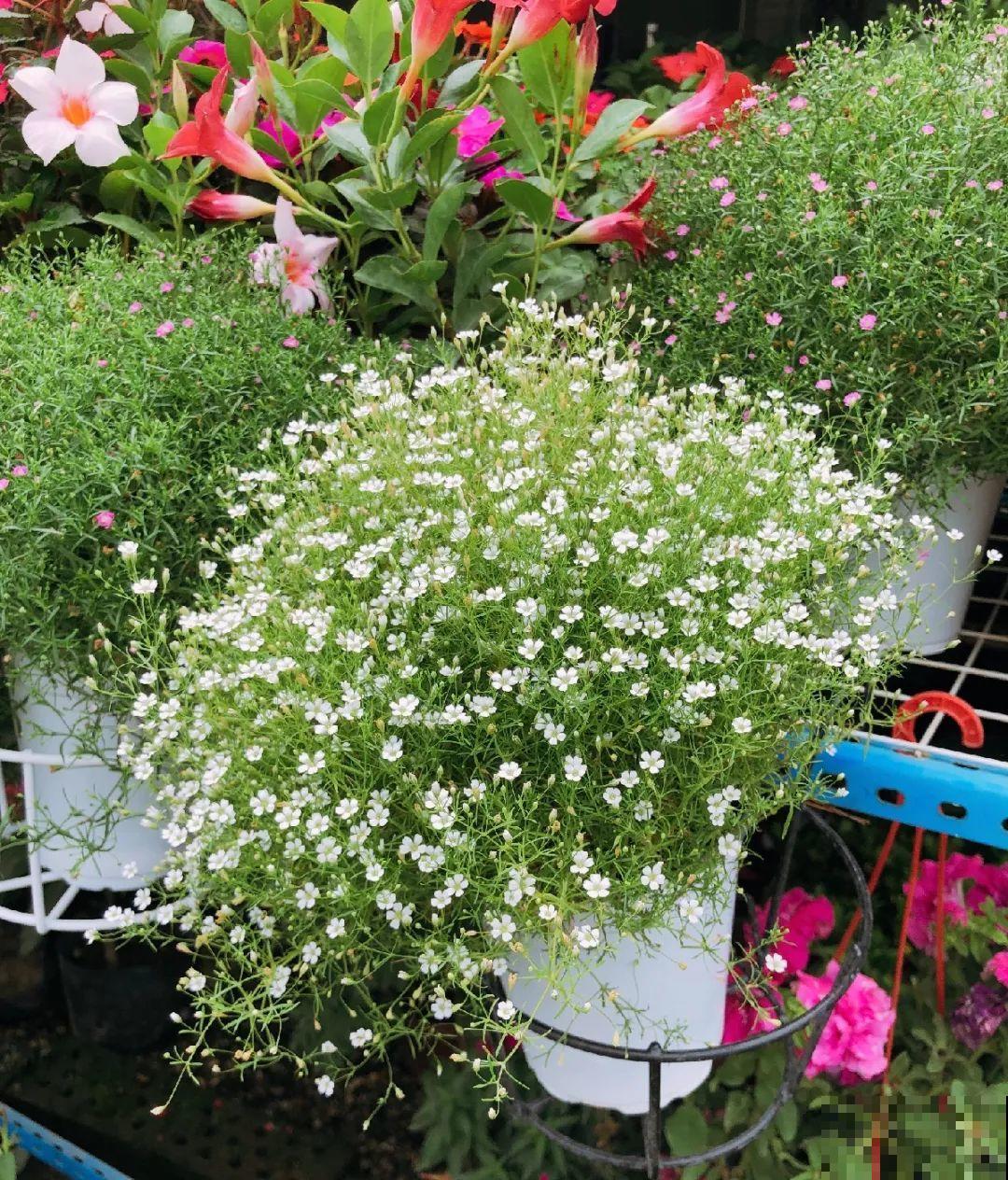 10种花,夏天怕淋雨,下雨赶紧搬进屋! 10种花,夏天怕淋雨,下雨赶紧搬进屋!