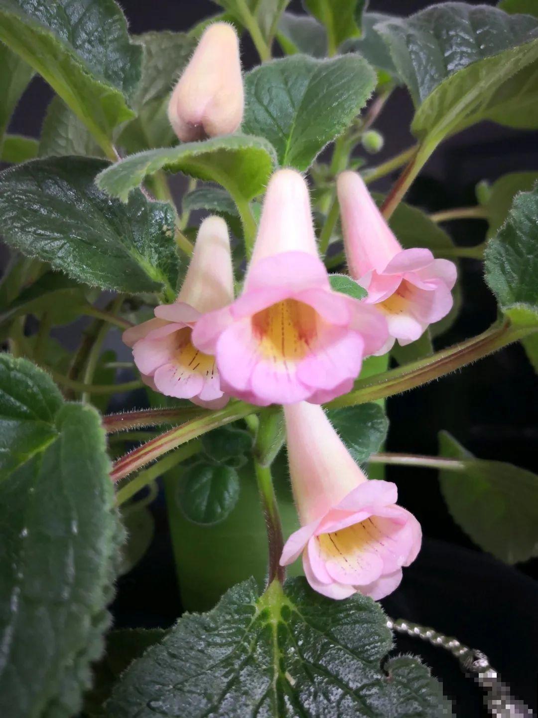 原来真的有花叫做“开花机器”，耐阴好养，一盆养不够